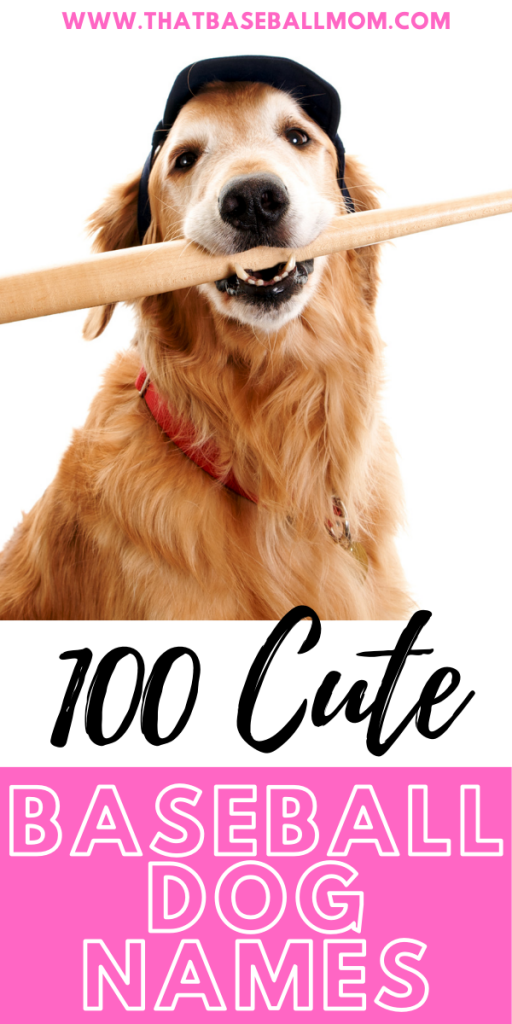 100 Cute Baseball Themed Dog Names