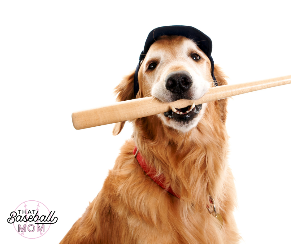 100 Cute Baseball Themed Dog Names - That Baseball Mom